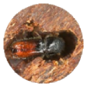 Spruce Beetle