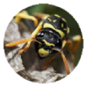 Wasp / Hornet