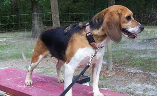 Dog Image