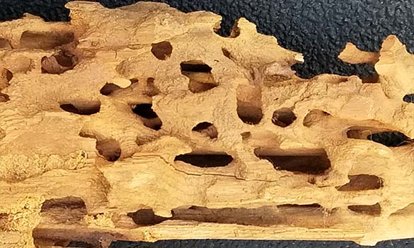 Carpenter Ant Damage
