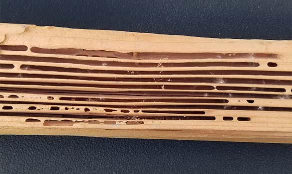 Carpenter Ant Damage